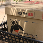 日本由来のマルハナ蜂