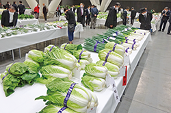 第51回東京都農業祭共進会に出品され、テーブルに並ぶ白菜とネギの写真