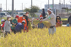 田んぼで稲を束ねる方法を指導する農業委員の写真